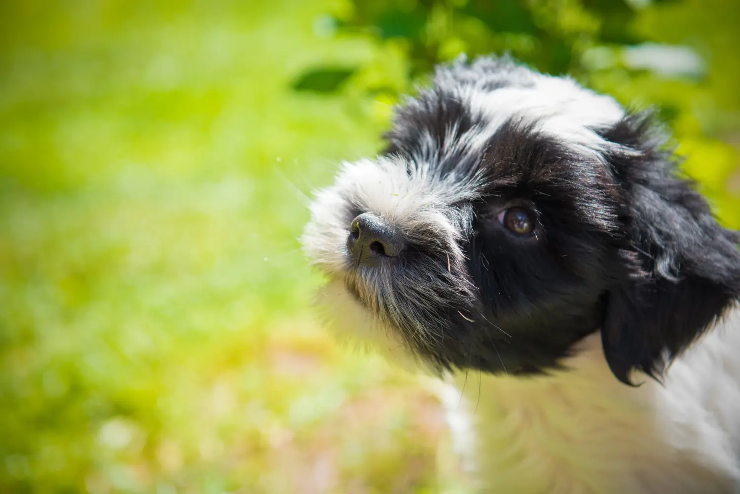 Acheter un chiot Terrier du Tibet, c'est prendre ses responsabilités ! Acheter un chiot Terrier du Tibet.