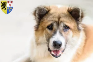Lire la suite à propos de l’article Éleveurs de chiens thaïlandais Bangkaew et chiots en Hauts-de-France