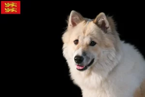 Lire la suite à propos de l’article Éleveurs de chiens Bangkaew thaïlandais et chiots en Normandie