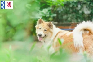 Lire la suite à propos de l’article Éleveurs de chiens thaïlandais Bangkaew et chiots en Nouvelle-Aquitaine