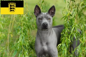 Lire la suite à propos de l’article Éleveurs de Ridgebacks thaïlandais et chiots en Baden-Württemberg