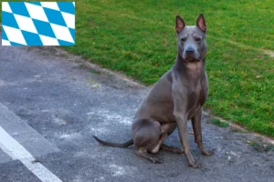 Lire la suite à propos de l’article Éleveurs de Ridgebacks thaïlandais et chiots en Bavière
