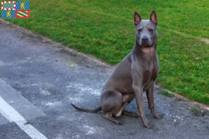 Lire la suite à propos de l’article Éleveurs de Ridgebacks thaïlandais et chiots en Bourgogne-Franche-Comté