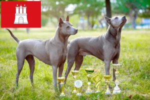 Lire la suite à propos de l’article Éleveurs de Ridgebacks thaïlandais et chiots à Hambourg