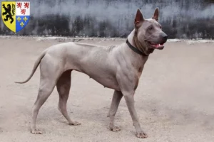 Lire la suite à propos de l’article Éleveurs de Ridgebacks thaïlandais et chiots en Hauts-de-France