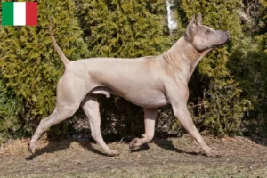 Lire la suite à propos de l’article Éleveurs de Ridgebacks thaïlandais et chiots en Italie