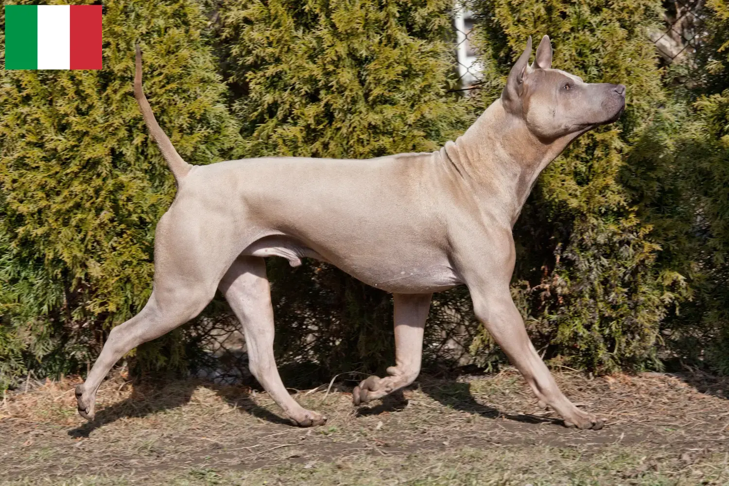 Chiots et éleveurs de Ridgebacks thaïlandais Italie Ici, vous trouverez des éleveurs de Ridgebacks thaïlandais en Italie.