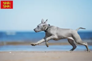 Lire la suite à propos de l’article Éleveurs de Ridgebacks thaïlandais et chiots en Normandie