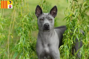 Lire la suite à propos de l’article Éleveurs de Ridgebacks thaïlandais et chiots en Provence-Alpes-Côte d’Azur