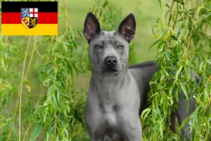 Lire la suite à propos de l’article Éleveurs de Ridgebacks thaïlandais et chiots en Sarre