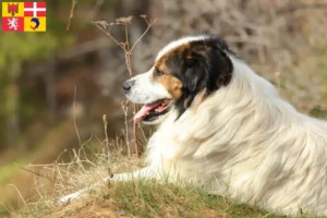 Lire la suite à propos de l’article Tornjak éleveurs et chiots en Auvergne-Rhône-Alpes