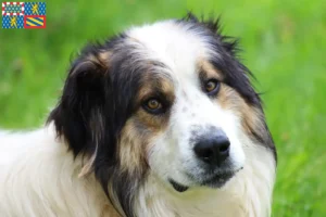 Lire la suite à propos de l’article Tornjak éleveurs et chiots en Bourgogne-Franche-Comté