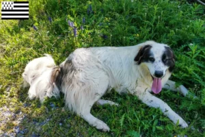 Lire la suite à propos de l’article Tornjak éleveurs et chiots en Bretagne