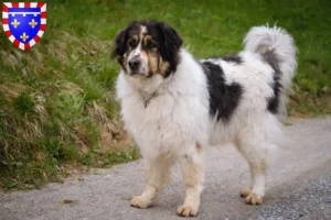Lire la suite à propos de l’article Tornjak éleveurs et chiots en Centre-Val de Loire