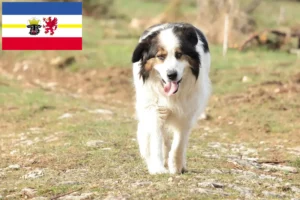 Lire la suite à propos de l’article Tornjak éleveurs et chiots dans le Mecklembourg-Poméranie occidentale