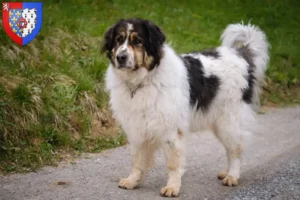 Lire la suite à propos de l’article Tornjak éleveurs et chiots en Pays de la Loire