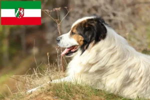 Lire la suite à propos de l’article Tornjak éleveurs et chiots en Rhénanie du Nord-Westphalie