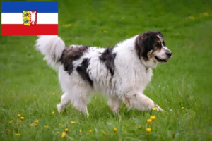 Lire la suite à propos de l’article Tornjak éleveurs et chiots dans le Schleswig-Holstein