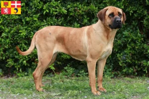 Lire la suite à propos de l’article Tosa éleveurs et chiots en Auvergne-Rhône-Alpes