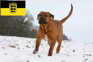 Lire la suite à propos de l’article Tosa éleveurs et chiots en Baden-Württemberg