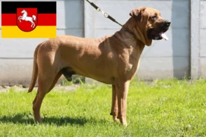 Lire la suite à propos de l’article Tosa éleveurs et chiots en Basse-Saxe