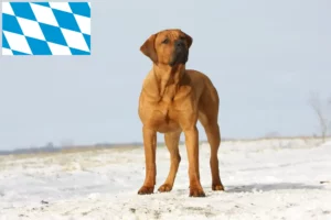 Lire la suite à propos de l’article Tosa éleveurs et chiots en Bavière