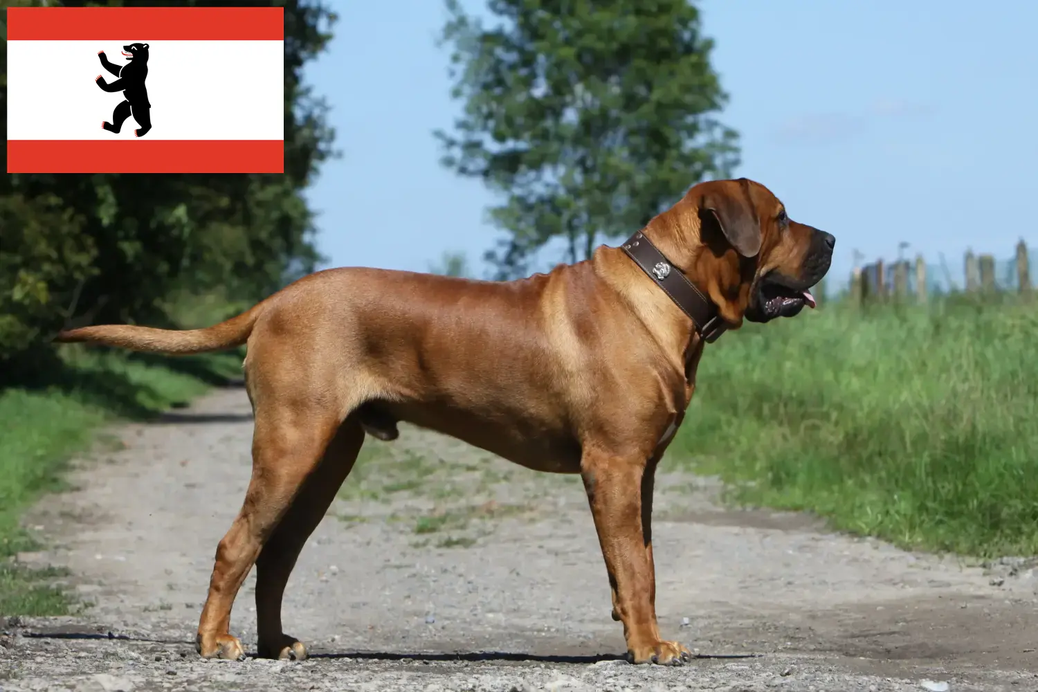 Tosa chiots et éleveurs Berlin Ici, tu trouveras les éleveurs de Tosa à Berlin.