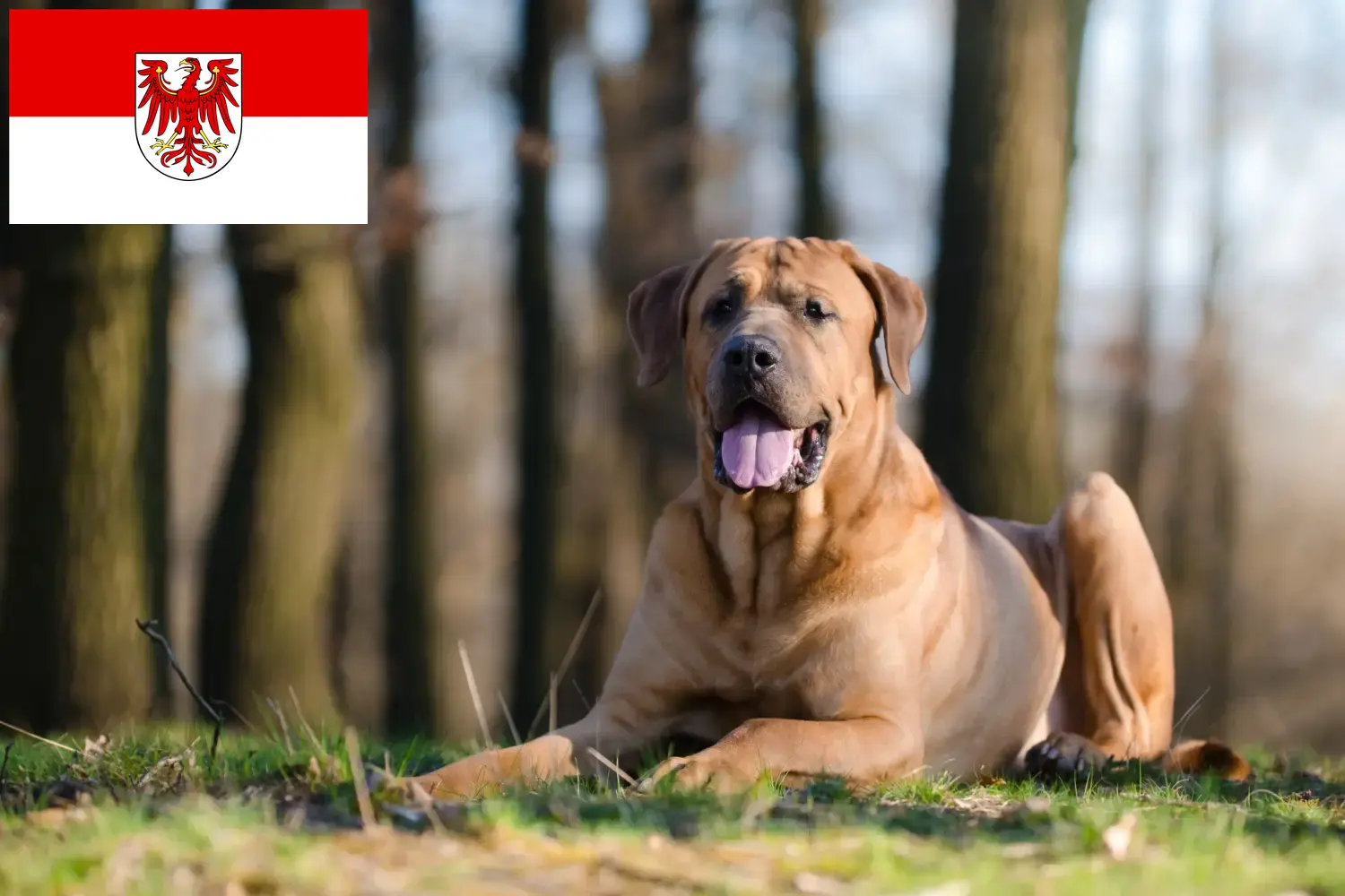Tosa chiots et éleveurs Brandenburg Ici, tu trouveras les éleveurs de Tosa dans le Brandebourg.