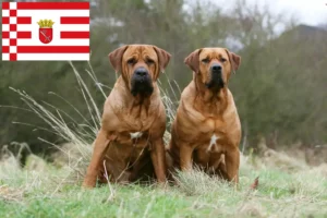 Lire la suite à propos de l’article Tosa éleveurs et chiots à Bremen