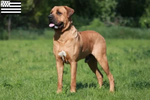 Lire la suite à propos de l’article Tosa éleveurs et chiots en Bretagne