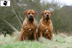 Lire la suite à propos de l’article Tosa éleveurs et chiots en Corse