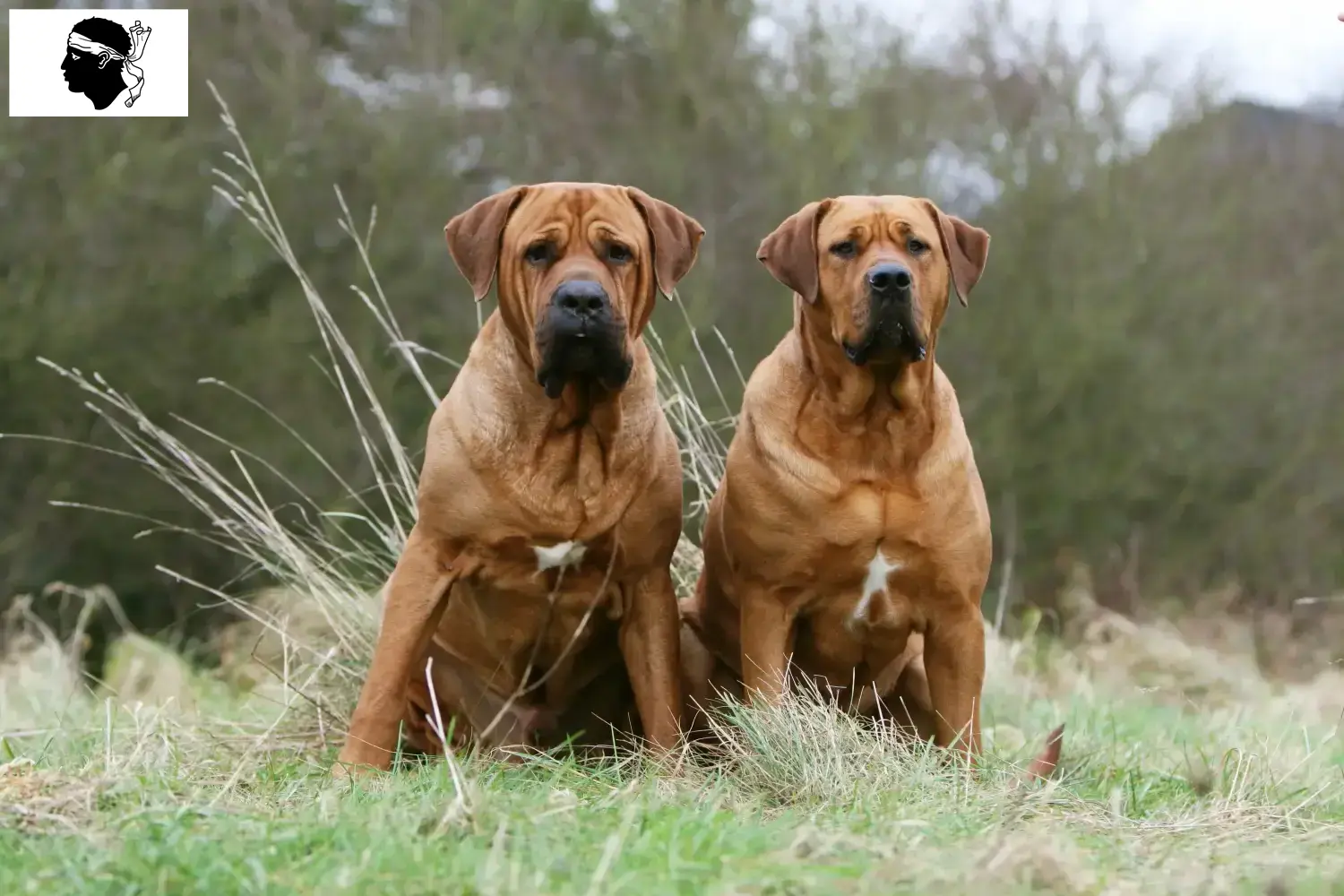 Tosa chiots et éleveurs Corse Ici tu trouves les éleveurs de Tosa en Corse.