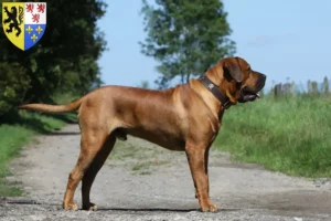 Lire la suite à propos de l’article Tosa éleveurs et chiots en Hauts-de-France