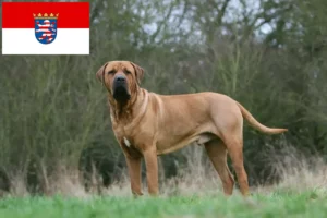 Lire la suite à propos de l’article Tosa éleveurs et chiots en Hesse