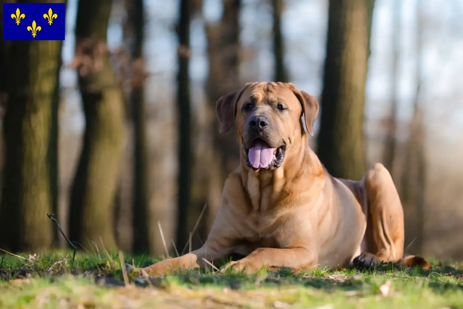 Tosa chiots et éleveurs Île-de-France Ici, tu trouveras les éleveurs de Tosa en Île-de-France.