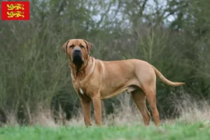 Lire la suite à propos de l’article Tosa éleveurs et chiots en Normandie