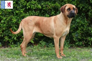 Lire la suite à propos de l’article Tosa éleveurs et chiots en Nouvelle-Aquitaine