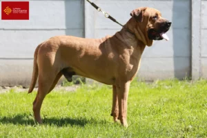 Lire la suite à propos de l’article Tosa éleveurs et chiots en Occitanie
