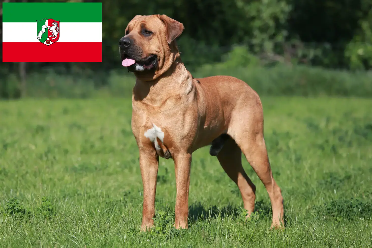 Tosa chiots et éleveurs Rhénanie-du-Nord-Westphalie Tu trouveras ici les éleveurs de Tosa en Rhénanie-du-Nord-Westphalie.