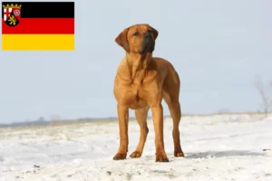 Lire la suite à propos de l’article Tosa éleveurs et chiots en Rhénanie-Palatinat