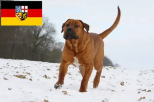 Lire la suite à propos de l’article Tosa éleveurs et chiots en Sarre