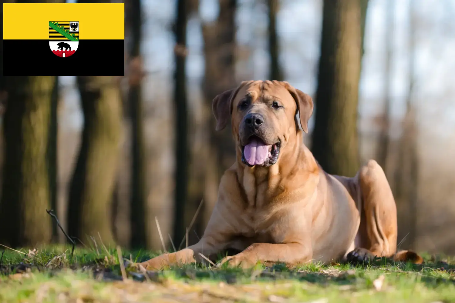 Tosa chiots et éleveurs Saxe-Anhalt Ici, tu trouveras les éleveurs de Tosa en Saxe-Anhalt.