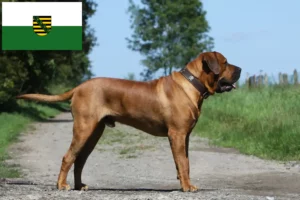 Lire la suite à propos de l’article Tosa éleveurs et chiots en Saxe