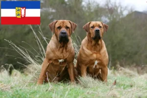 Lire la suite à propos de l’article Tosa éleveurs et chiots en Schleswig-Holstein