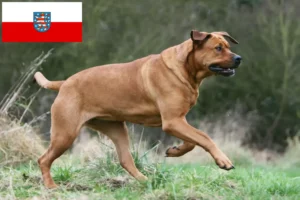 Lire la suite à propos de l’article Tosa éleveurs et chiots en Thuringe
