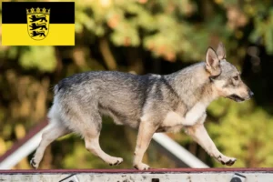 Lire la suite à propos de l’article Västgötaspets éleveurs et chiots en Baden-Württemberg