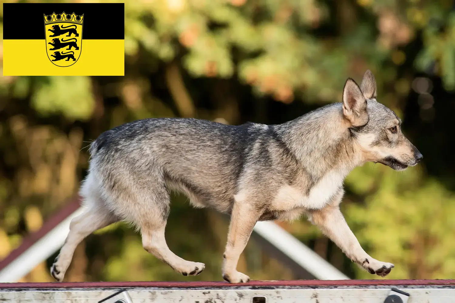 Västgötaspets chiots et éleveurs Baden-Württemberg Ici tu trouves des éleveurs de Västgötaspets en Baden-Württemberg.