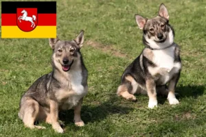Lire la suite à propos de l’article Västgötaspets éleveurs et chiots en Basse-Saxe