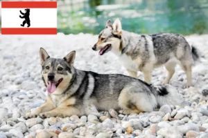 Lire la suite à propos de l’article Västgötaspets éleveurs et chiots à Berlin