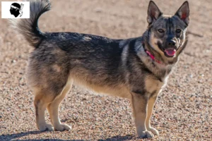 Lire la suite à propos de l’article Västgötaspets éleveurs et chiots en Corse